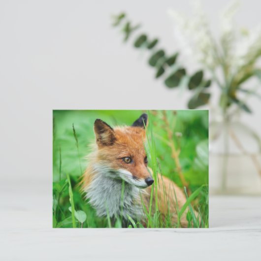 Red Fox Postkarte (Stehend Vorderseite)