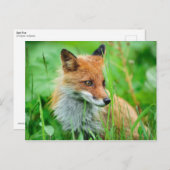 Red Fox Postkarte (Vorne/Hinten)