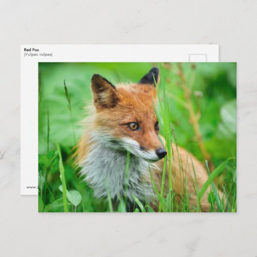 Red Fox Postkarte (Vorne/Hinten)