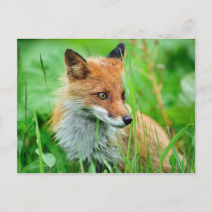 Red Fox Postkarte