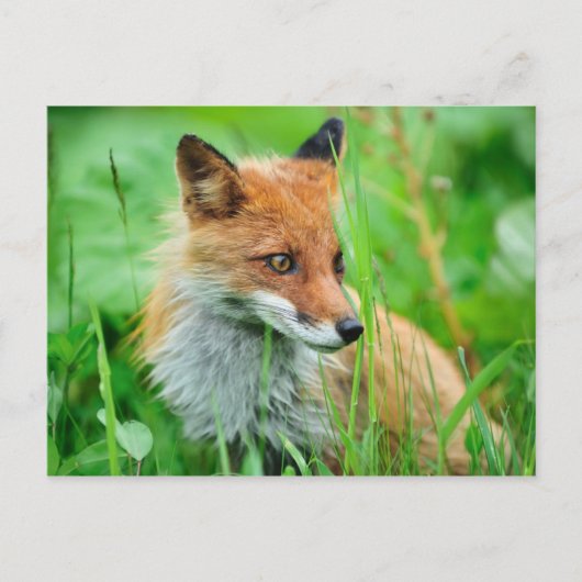 Red Fox Postkarte (Vorderseite)