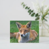 Red Fox Postkarte (Stehend Vorderseite)