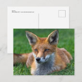 Red Fox Postkarte (Vorne/Hinten)
