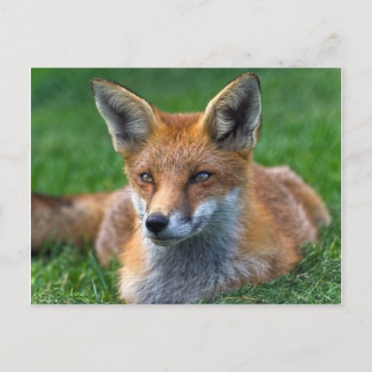 Red Fox Postkarte (Vorderseite)