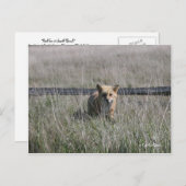 Red Fox Postkarte (Vorne/Hinten)