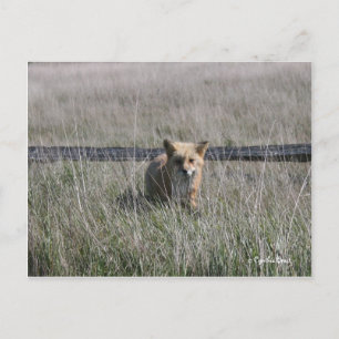 Red Fox Postkarte