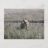 Red Fox Postkarte (Vorderseite)