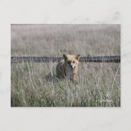 Red Fox Postkarte (Vorderseite)