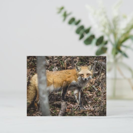 Red Fox Postkarte (Stehend Vorderseite)
