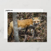 Red Fox Postkarte (Vorne/Hinten)