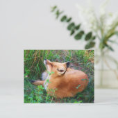 Red Fox Postkarte (Stehend Vorderseite)