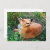 Red Fox Postkarte (Vorne/Hinten)