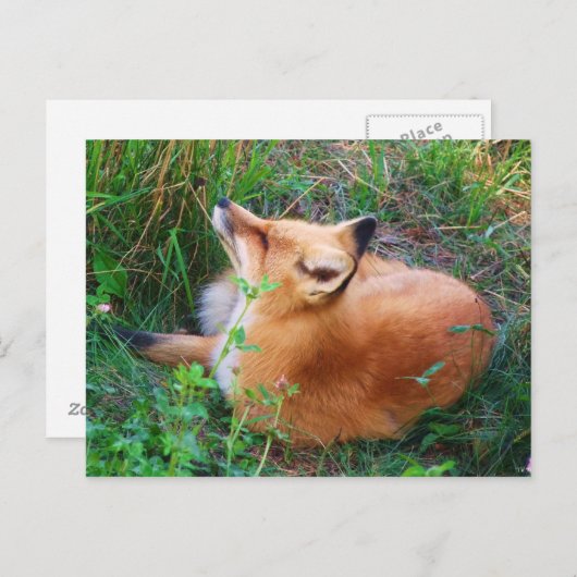 Red Fox Postkarte (Vorne/Hinten)