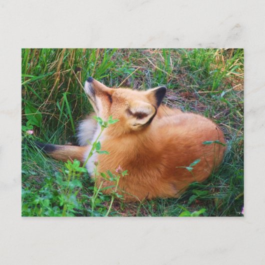 Red Fox Postkarte (Vorderseite)