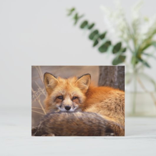 Red Fox Postkarte (Stehend Vorderseite)