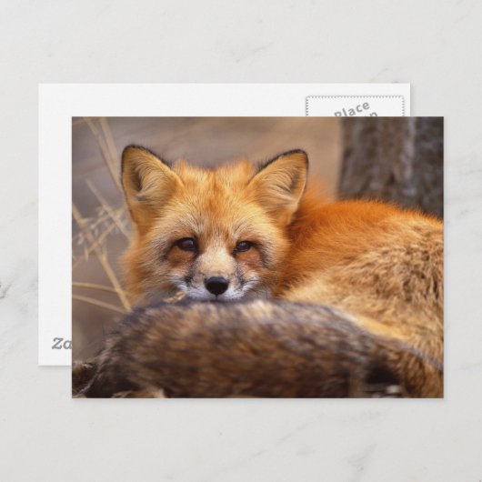 Red Fox Postkarte (Vorne/Hinten)