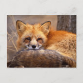 Red Fox Postkarte (Vorderseite)