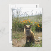 Red Fox Postkarte (Vorne/Hinten)