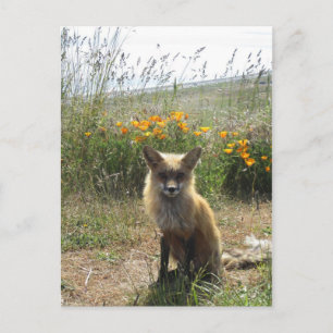 Red Fox Postkarte