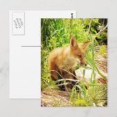 Red Fox Postkarte (Vorne/Hinten)