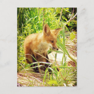 Red Fox Postkarte
