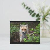 Red Fox Postkarte (Stehend Vorderseite)