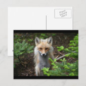 Red Fox Postkarte (Vorne/Hinten)