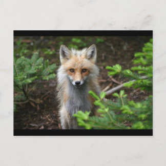 Red Fox Postkarte