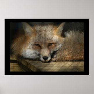 Red Fox Print Poster