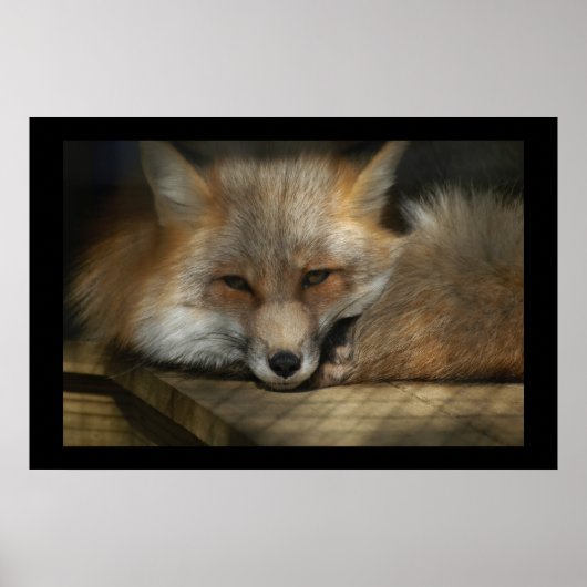 Red Fox Print Poster (Vorne)