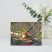 Red Fox Pup Postkarte (Stehend Vorderseite)