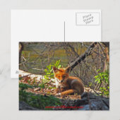 Red Fox Pup Postkarte (Vorne/Hinten)