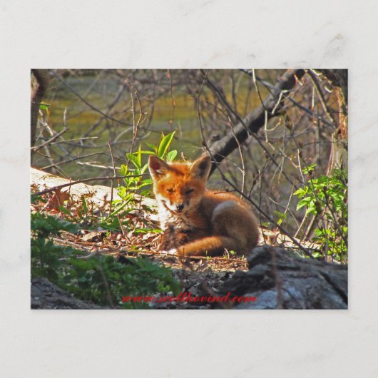 Red Fox Pup Postkarte (Vorderseite)