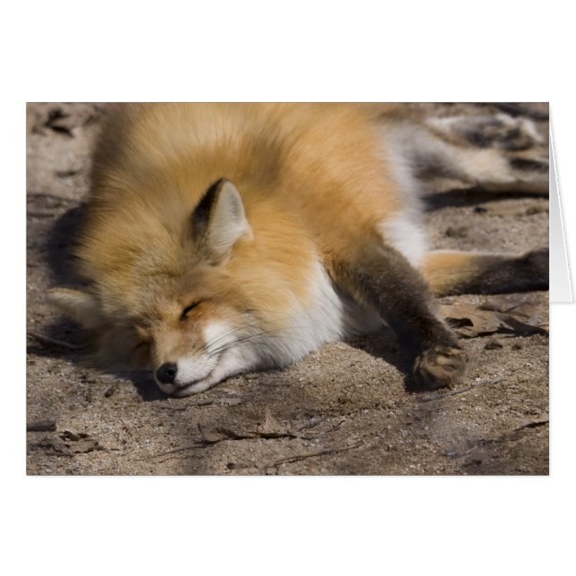 Red Fox Resting (Vorderseite (Horizontal))