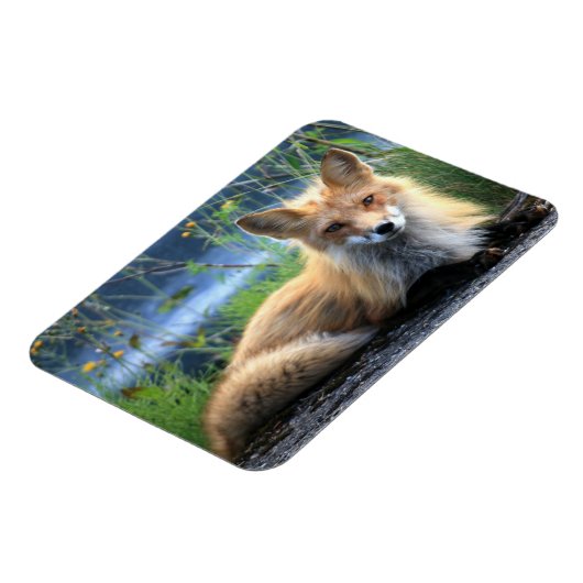 Red Fox Resting Magnet (Linke Seite)