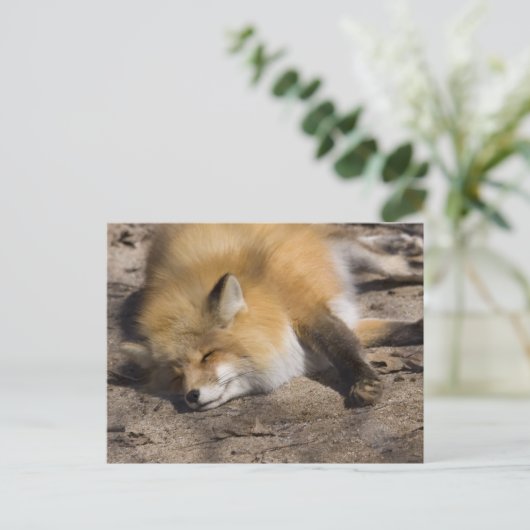 Red Fox Resting Postkarte (Stehend Vorderseite)