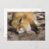 Red Fox Resting Postkarte (Vorne/Hinten)