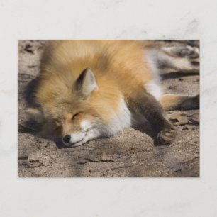 Red Fox Resting Postkarte