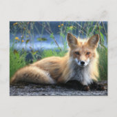 Red Fox Resting Postkarte (Vorderseite)