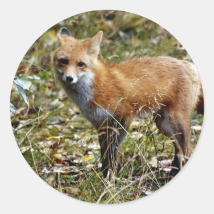 Red Fox Runder Aufkleber
