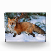 Red Fox | Schnee im Winter, Montana Fotoblock (Vorderseite)