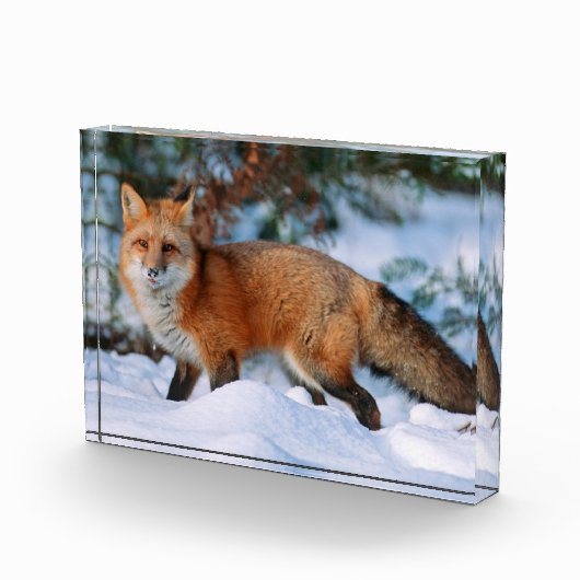 Red Fox | Schnee im Winter, Montana Fotoblock (Rechts)