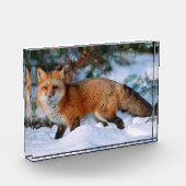 Red Fox | Schnee im Winter, Montana Fotoblock (Links)