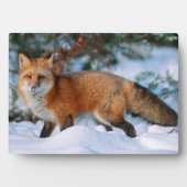 Red Fox | Schnee im Winter, Montana Fotoplatte (Vorderseite)