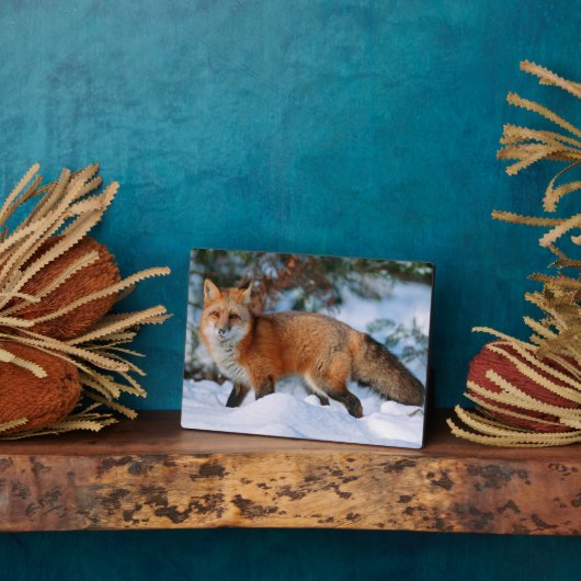Red Fox | Schnee im Winter, Montana Fotoplatte (Seite)