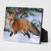 Red Fox | Schnee im Winter, Montana Fotoplatte (Seite)