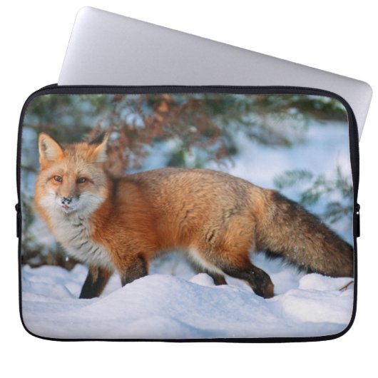 Red Fox | Schnee im Winter, Montana Laptopschutzhülle (Vorderseite)
