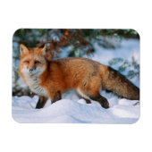 Red Fox | Schnee im Winter, Montana Magnet (Horizontal)