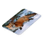 Red Fox | Schnee im Winter, Montana Magnet (Linke Seite)