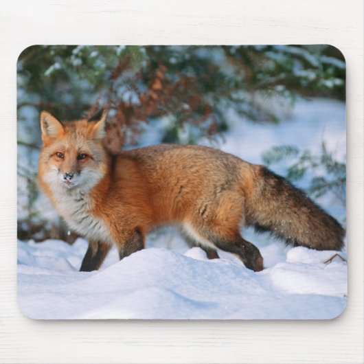 Red Fox | Schnee im Winter, Montana Mousepad (Vorne)